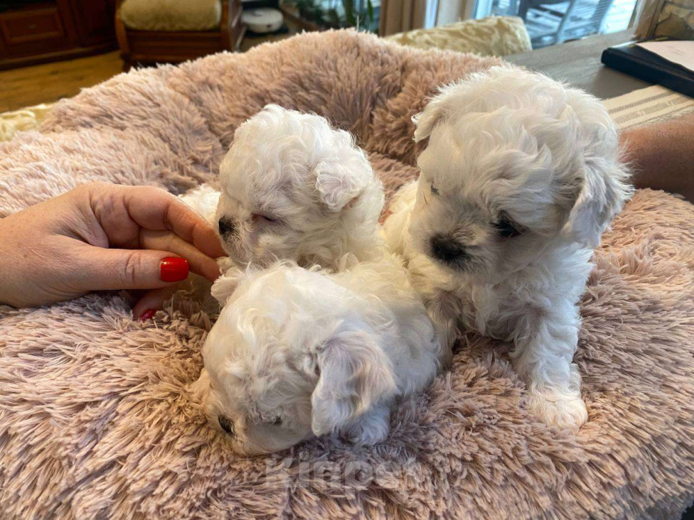 Собаки в Костроме: Китайский Мини Бишон Девочка, 50 000 руб. - фото 2