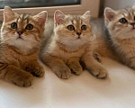 Кошки в Люберцах: Британские котята, 30 000 руб. - фото 1