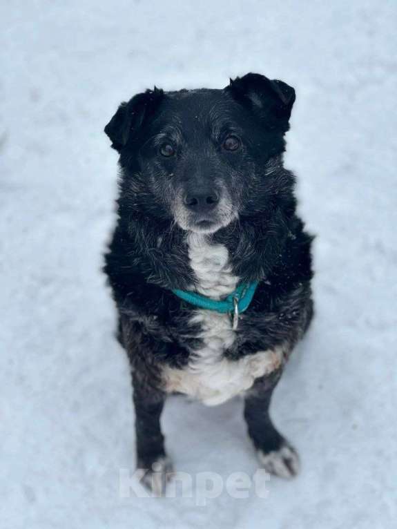 Собаки в Москве: Пушистый Дедуля мечтает стать домашним Мальчик, Бесплатно - фото 6