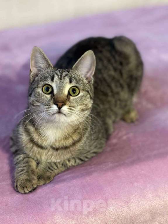 Кошки в Москве: котенлк Виталина ищет дом Девочка, Бесплатно - фото 10