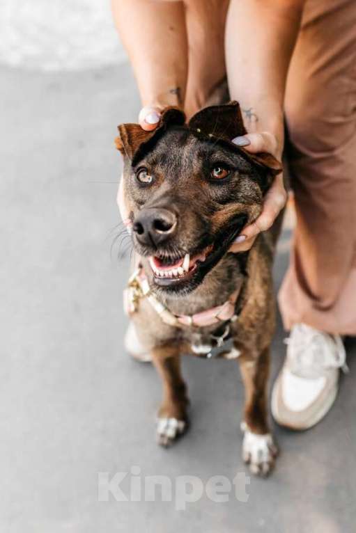 Собаки в Москве: Стася ищет дом — и сердце, в котором она снова будет нужной. Девочка, Бесплатно - фото 6