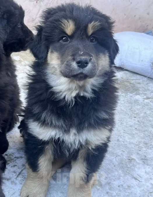 Собаки в Улане-Удэ: Монгол Банхар Мальчик, 55 000 руб. - фото 3