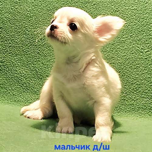 Собаки в Москве: Очаровательный щенок чихуахуа. Мальчик, 30 000 руб. - фото 8