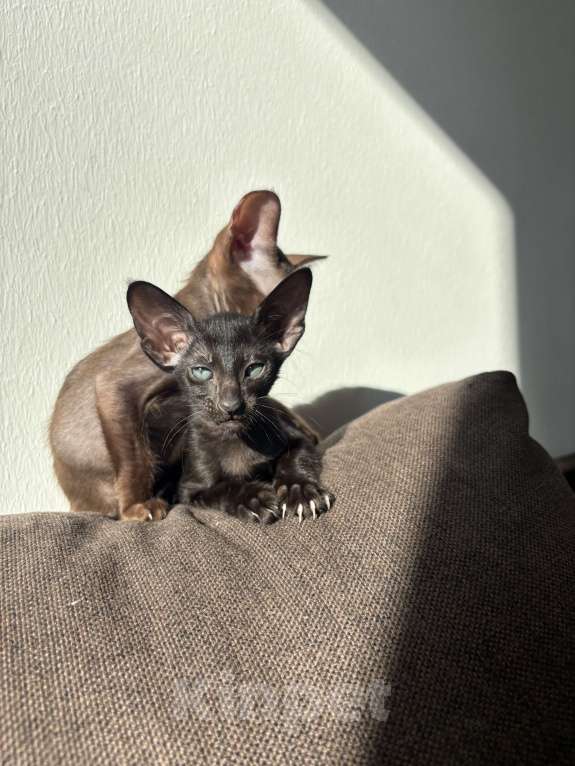 Кошки в Санкт-Петербурге: Ориентальный котенок Девочка, 30 000 руб. - фото 8