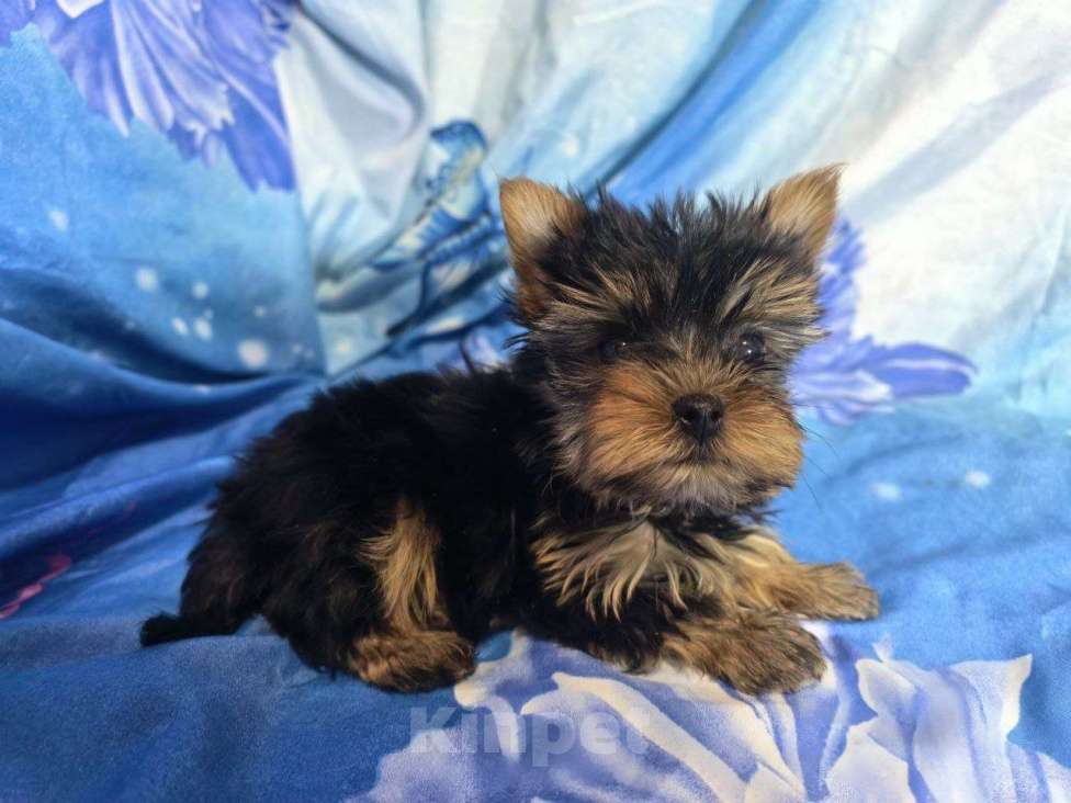 Собаки в Санкт-Петербурге: Щенки йоркширского терьера Разнополые, 25 000 руб. - фото 2