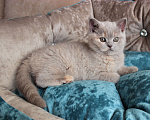 Кошки в Ульяновске: Британская девочка редкого окраса Девочка, 10 000 руб. - фото 5