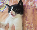 Кошки в Сочи: Котенок в добрые руки Девочка, Бесплатно - фото 3
