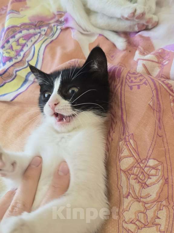 Кошки в Сочи: Котенок в добрые руки Девочка, Бесплатно - фото 3