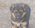 Собаки в других городах Крыма: Мальчик Девочка, 8 000 руб. - фото 3