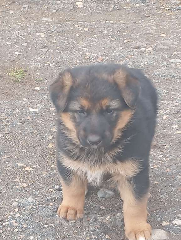 Собаки в других городах Крыма: Мальчик Девочка, 8 000 руб. - фото 3