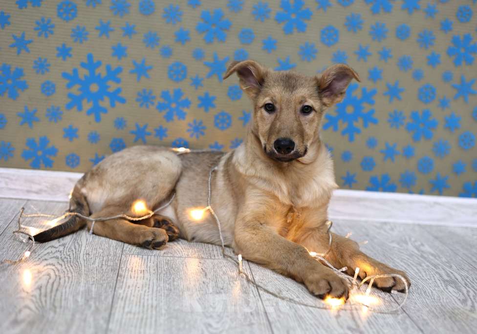 Собаки в Москве: Щенки бесплатно в Москве Девочка, Бесплатно - фото 9