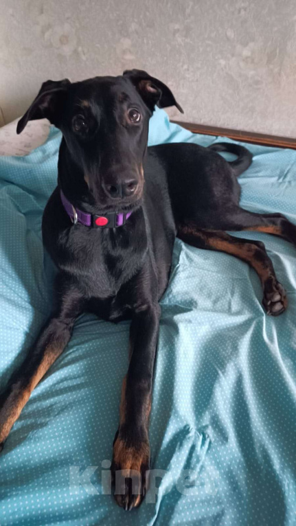 Собаки в Москве: Собака в добрые руки! Девочка, Бесплатно - фото 4