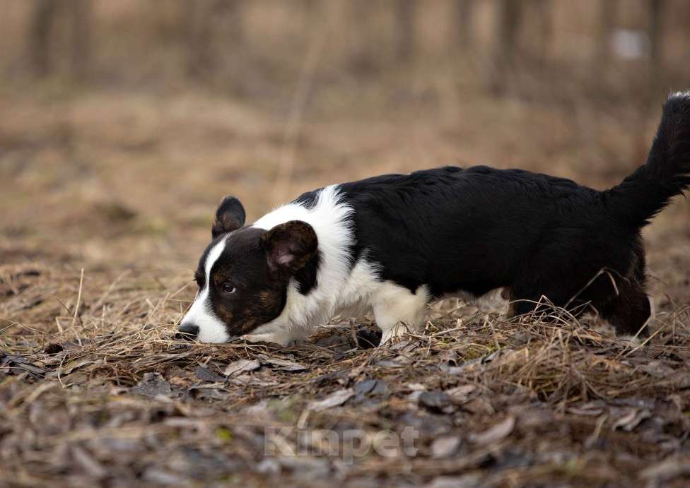Собаки в других городах Ленинградской области: Шикарный щенок вельш корги кардиган из питомника  Мальчик, 70 000 руб. - фото 6