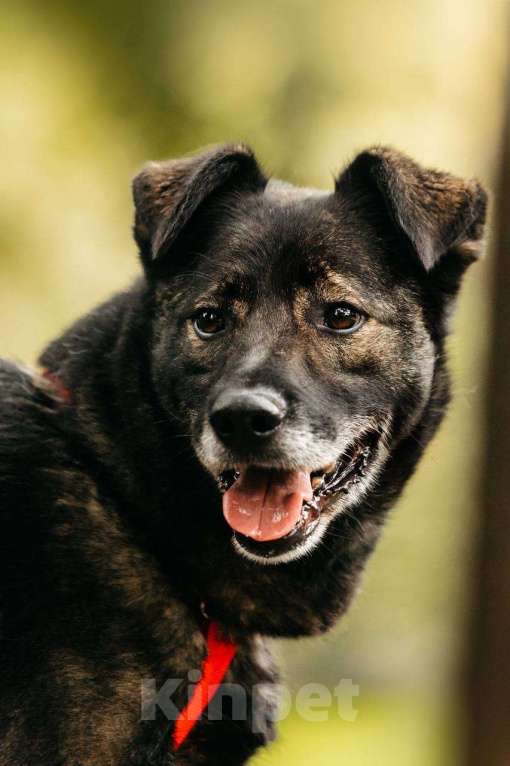 Собаки в Москве: Интеллигентный и скромный Райд ищет дом Мальчик, Бесплатно - фото 9