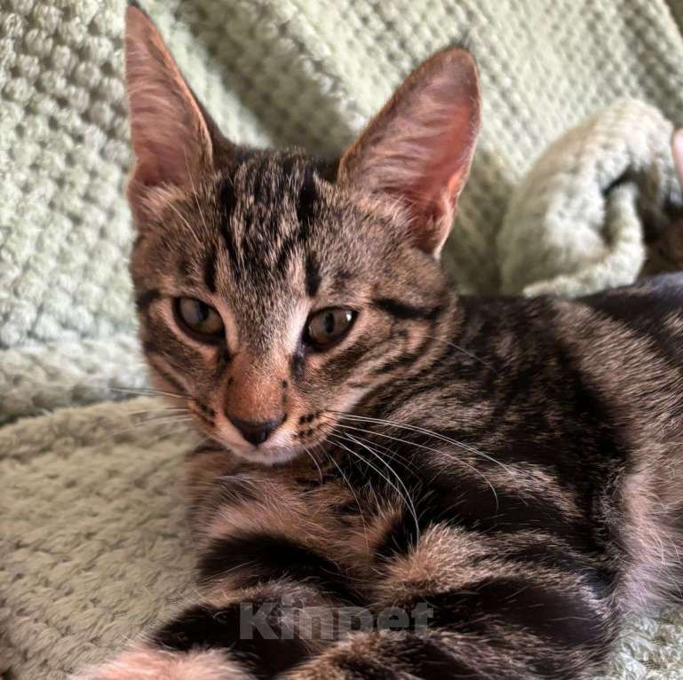 Кошки в Москве: Чип, заколдованный котенок. Несмотря на все старания, его в упор не замечают Мальчик, Бесплатно - фото 4