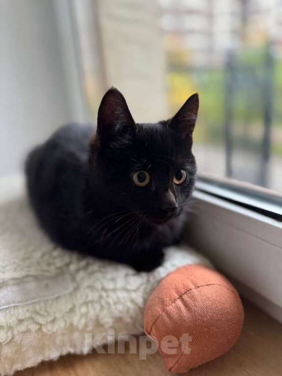 Кошки в Москве: 6 мес черная красавица Багира ищет дом! Девочка, Бесплатно - фото 6