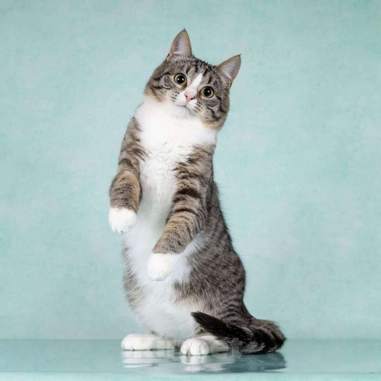 Кошки в Москве: Котики Тоша и Таша в добрые руки Мальчик, Бесплатно - фото 5