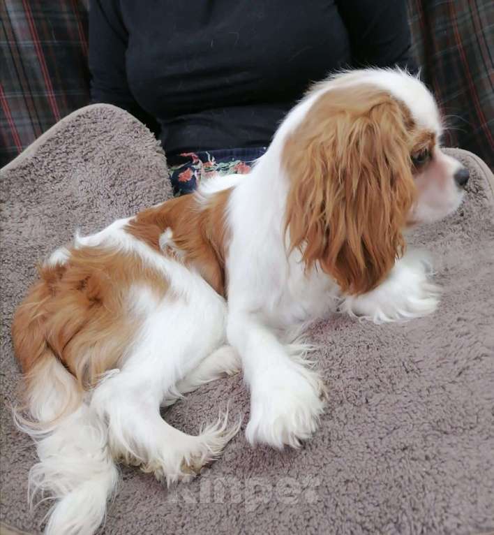 Собаки в Москве: Кавалер Кинг Чарльз спаниель Девочка 8 мес Девочка, 85 000 руб. - фото 3