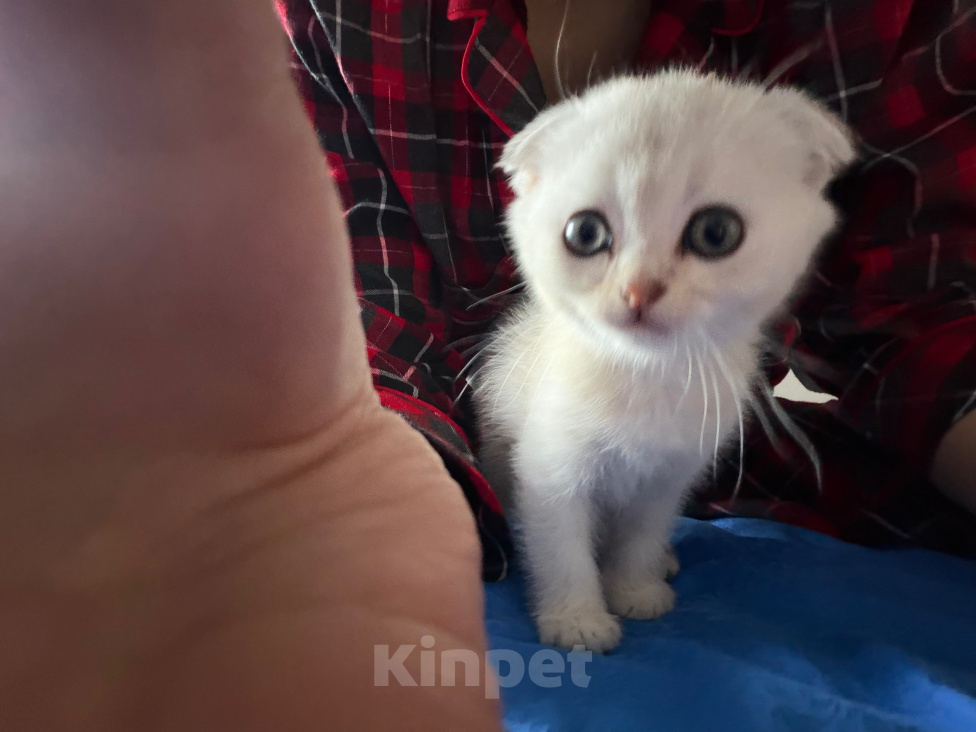 Кошки в Казани: котята шотландские вислоухие Мальчик, Бесплатно - фото 2