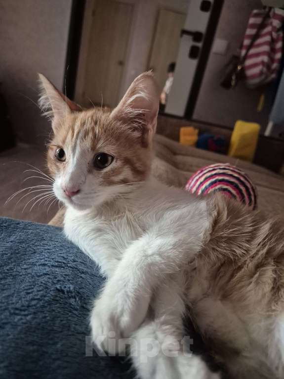 Кошки в Ростове-на-Дону: Ищем хорошие руки мальчику Мальчик, Бесплатно - фото 2