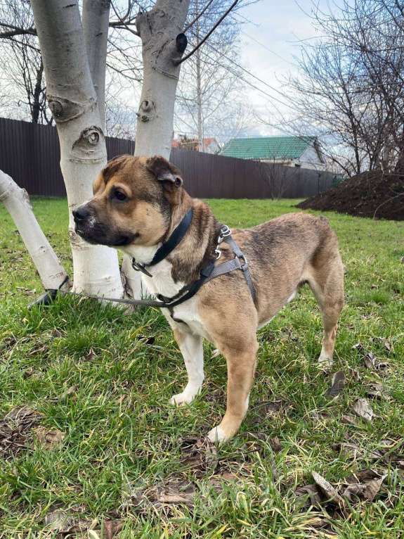 Собаки в Краснодаре: Барни ищет семью Мальчик, 10 руб. - фото 4