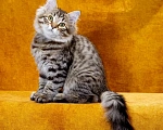 Кошки в Саратове: Котенок Дастин Мальчик, 60 000 руб. - фото 1