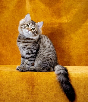 Котенок Дастин
