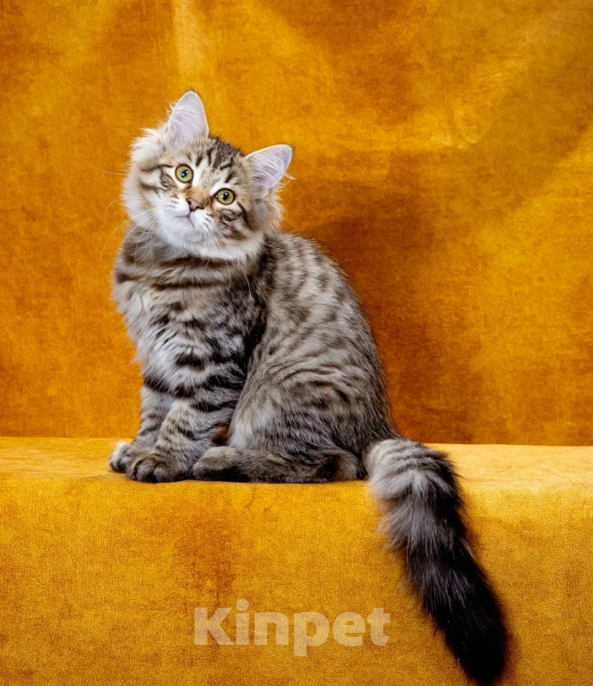 Кошки в Саратове: Котенок Дастин Мальчик, 60 000 руб. - фото 1