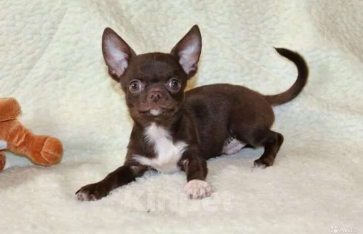 Собаки в Москве: Девочка чихуа Девочка, 30 000 руб. - фото 2