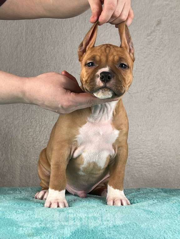 Собаки в Москве: Шикарный парень амстаффа Мальчик, 80 000 руб. - фото 1