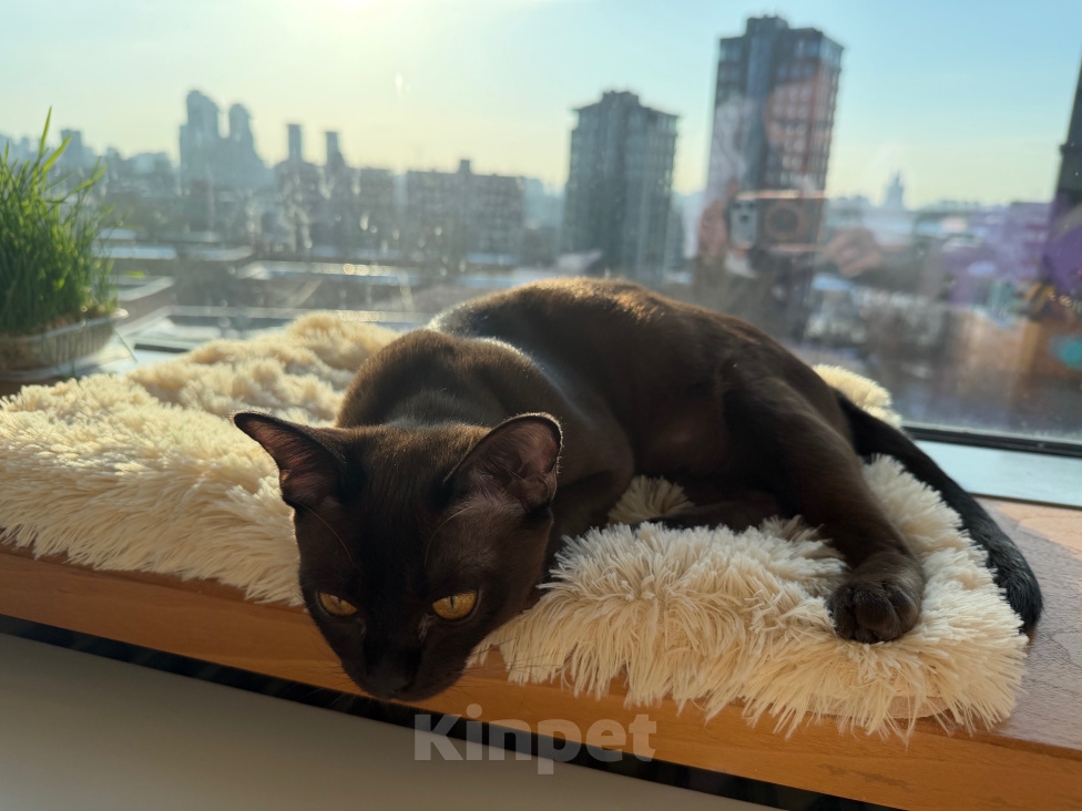 Кошки в Москве: Эстель Девочка, Бесплатно - фото 3