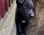 Собаки в Липецке: Девочка , родилась 31.05.2023, очень добрая и ласковая  Девочка, 1 000 руб. - фото 1