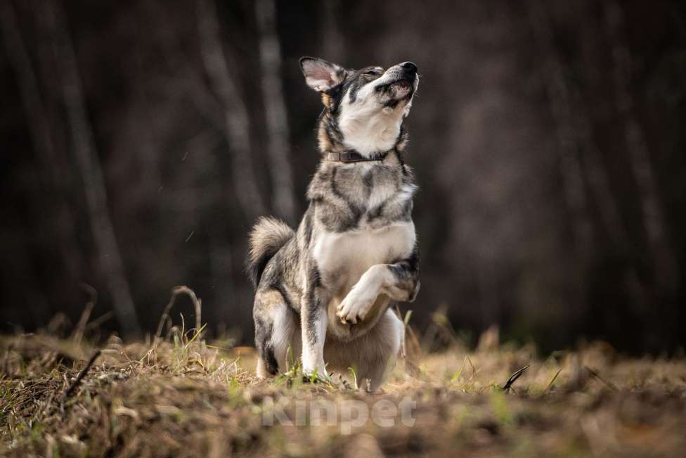 Собаки в Клине: Кайя — собака, полная радости Девочка, Бесплатно - фото 6
