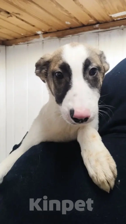 Собаки в Москве: Белый щенок с розовым носиком Девочка, Бесплатно - фото 3