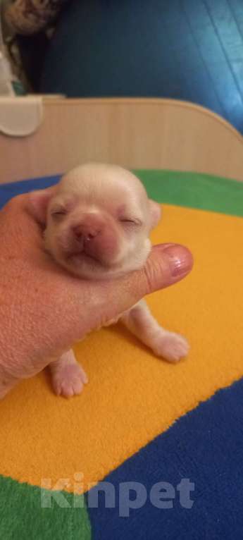 Собаки в Новосибирске: Белая принцесса чихуахуа Девочка, 50 000 руб. - фото 2