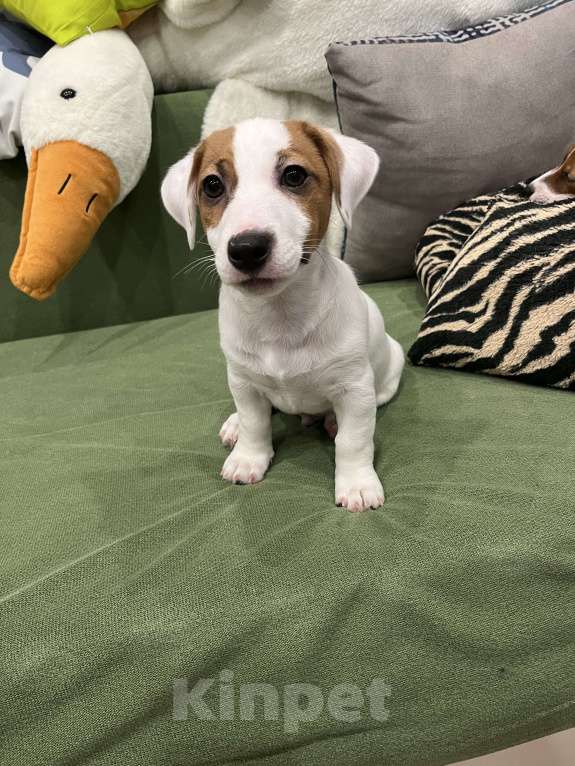 Собаки в Ярославле: Щенки Джек Рассел терьера Мальчик, Бесплатно - фото 7