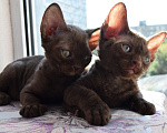 Кошки в Москве: кудрявые Девон -рекс котята -самые нежные ребята Разнополые, 45 000 руб. - фото 8