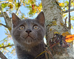 Кошки в других городах Ленинградской области: Челси лиловый котенок Девочка, 125 000 руб. - фото 3