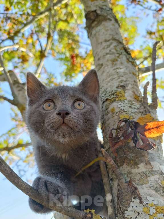 Кошки в других городах Ленинградской области: Потомок змеелова котенок Девочка, Бесплатно - фото 3