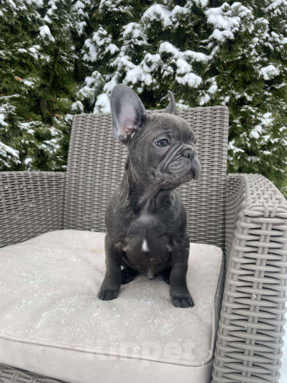 Собаки в других городах Краснодарского края: Французский бульдог в голубом окрасе Мальчик, 35 000 руб. - фото 10