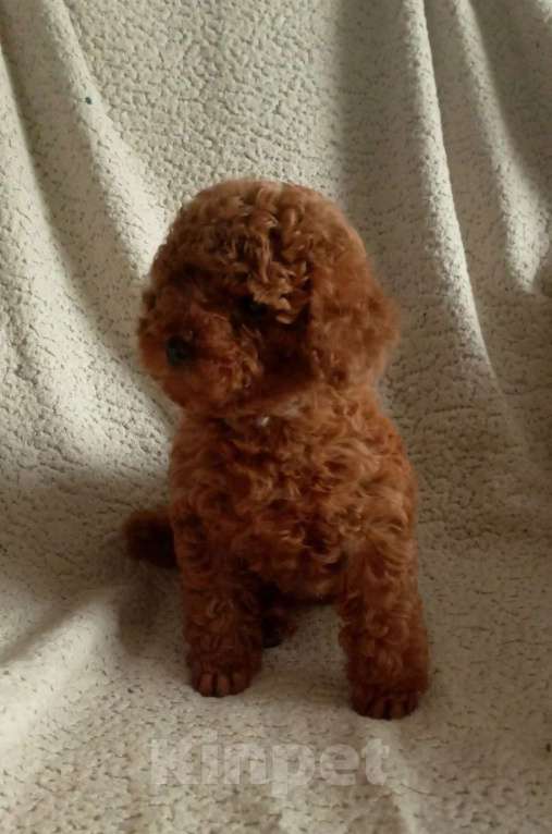 Собаки в Санкт-Петербурге: Той пудель Девочка, 65 000 руб. - фото 9