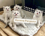 Кошки в Москве: Милейшие котята Рэгдолл Мальчик, 56 000 руб. - фото 1