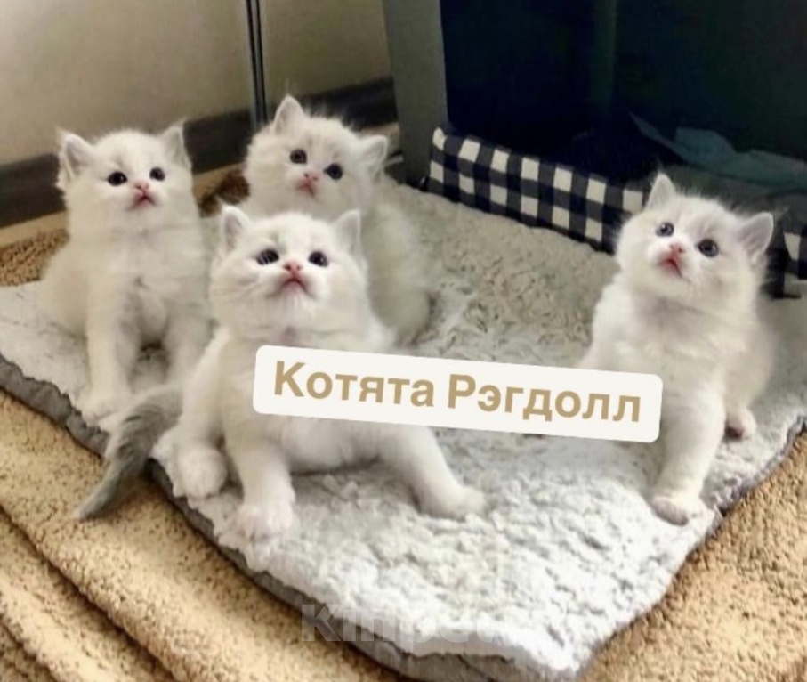 Кошки в Москве: Милейшие котята Рэгдолл Мальчик, 56 000 руб. - фото 1