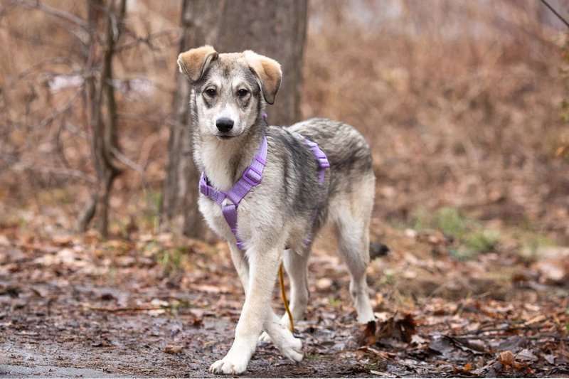 Собаки в Москве: Ласковая малышка Рэя ищет семью.  Девочка, Бесплатно - фото 4