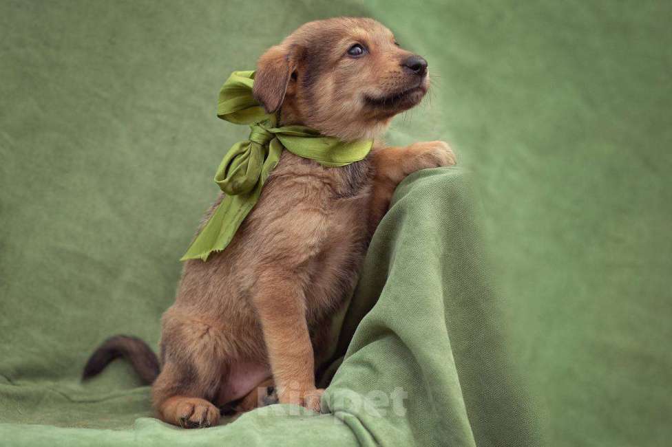 Собаки в Яхроме: щенки в добрые руки Мальчик, Бесплатно - фото 3