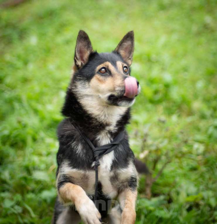 Собаки в Москве: За таких переживаешь больше всего Девочка, Бесплатно - фото 5