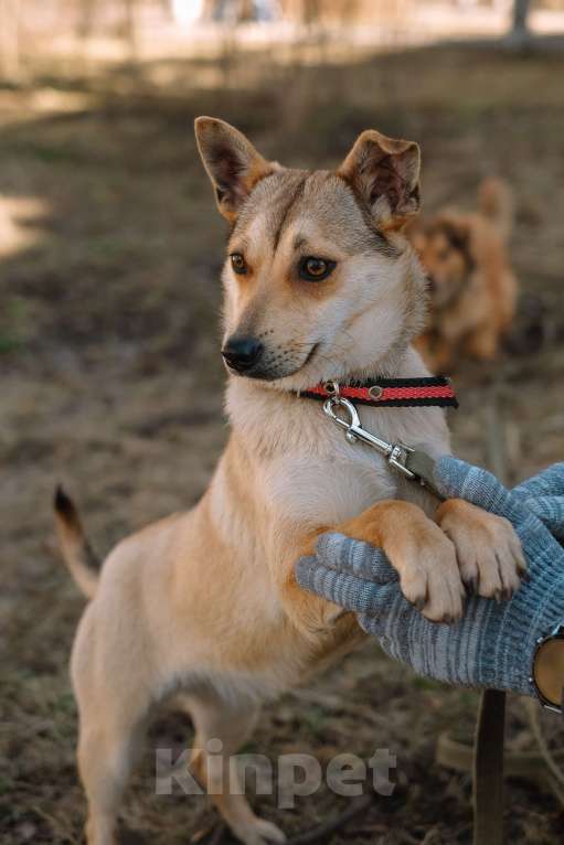 Собаки в Санкт-Петербурге: Малютка Фиби из приюта в добрые руки Девочка, Бесплатно - фото 5