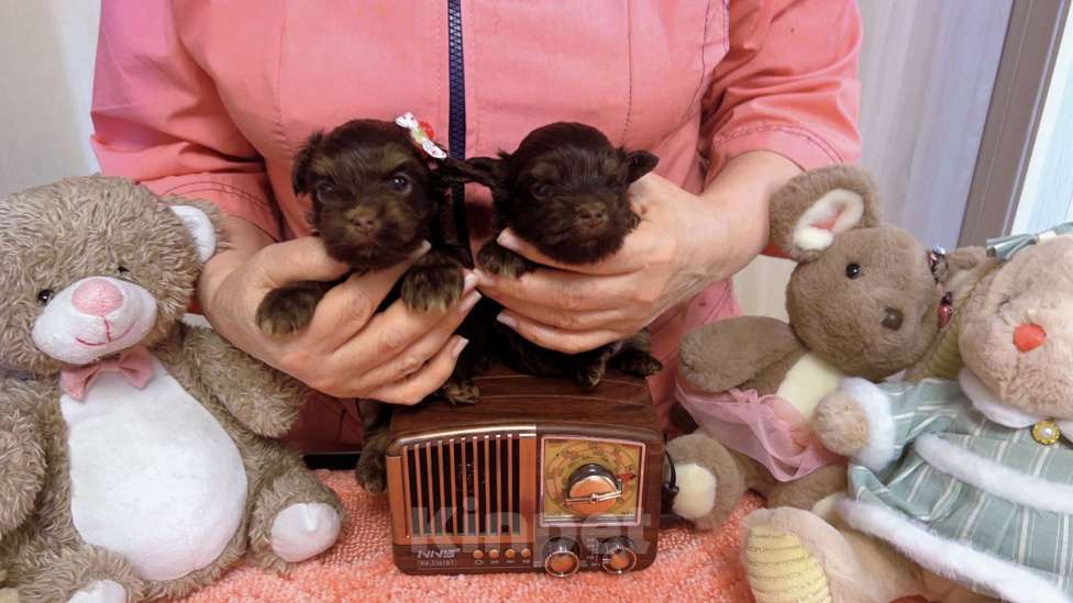 Собаки в Москве: Шоколадный Йорк Мальчики и девочки Мальчик, 35 000 руб. - фото 1