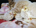 Кошки в Краснодаре: Кот для вязки, 700 руб. - фото 7