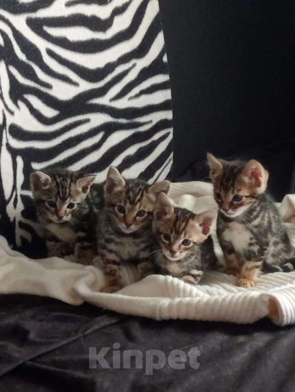 Кошки в Москве: Бенгальские котята Мальчик, Бесплатно - фото 2